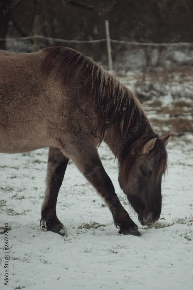 Horse on winter day walking through the park. Walking and eating brown horse. Horse on winter day walking through the park. Walking and eating brown horse.