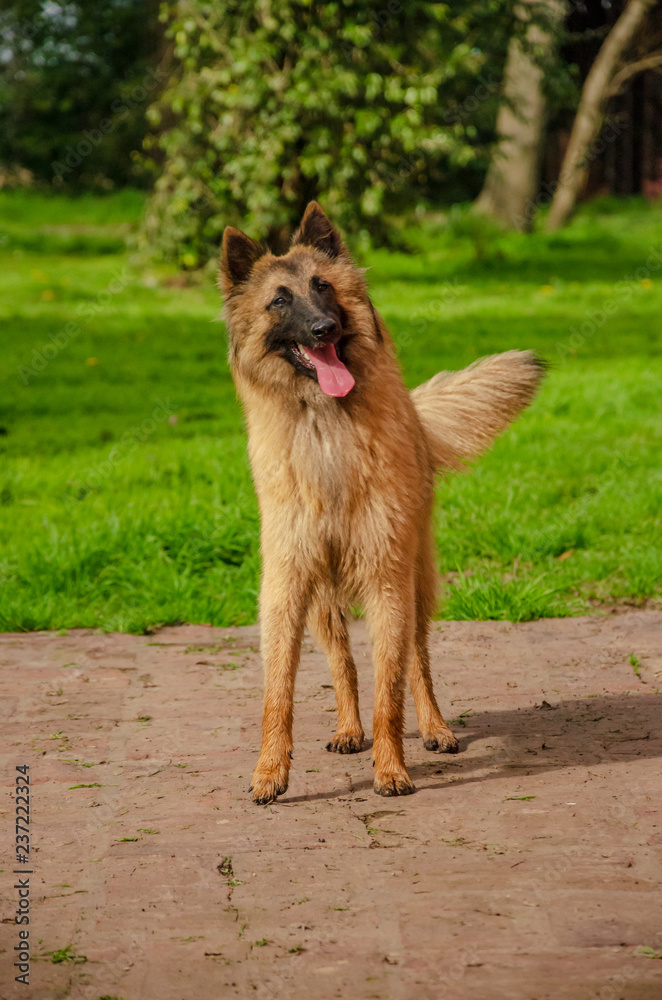 Belgian Shepherd practising postures and other things of dogs Belgian Shepherd practising postures and other things of dogs