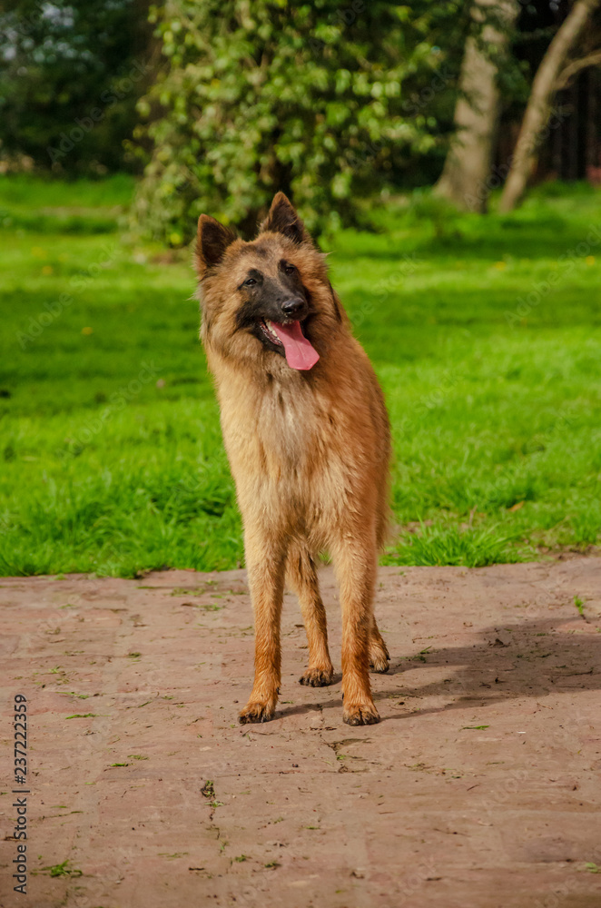 Belgian Shepherd practising postures and other things of dogs Belgian Shepherd practising postures and other things of dogs