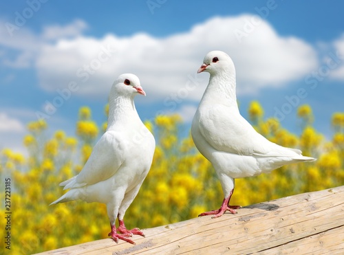 two white pigeons on perch