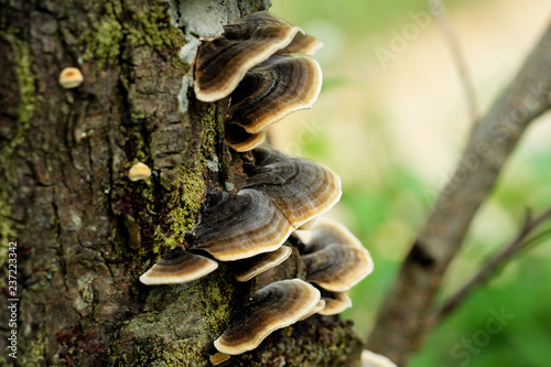 Bracket fungus mushrooms on the tree, Selective focus