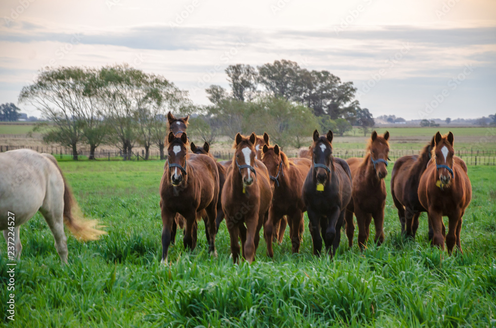 Horses in movement trough a long grass field Horses in movement trough a long grass field