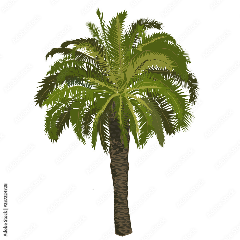 Fototapeta premium Date palm tree in color