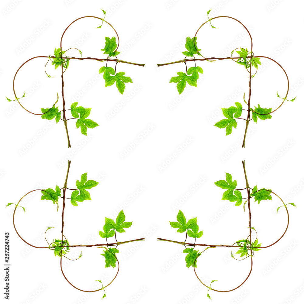 Fototapeta premium floral frame from green branch isolated on a white