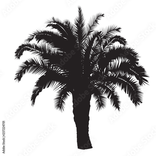 Silhouette of a date palm tree © olsio