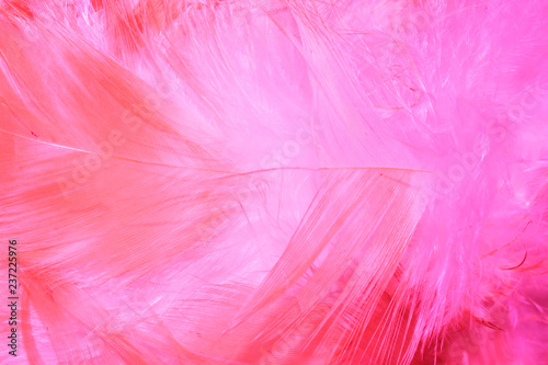 bright abstract background of pink gradient neon colors bird feathers for design
