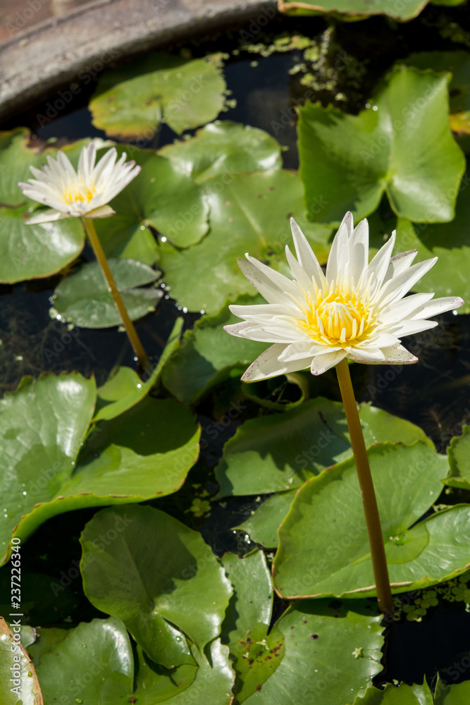 Closeup the White lotus flowers on green lotus leaf background Closeup the White lotus flowers on green lotus leaf background
