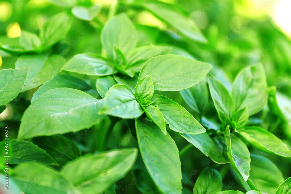 Fresh green Oregano in the garden in the summer Fresh green Oregano in the garden in the summer