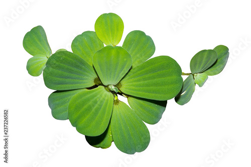 Floating plants isolated on white background, Water lettuce, Aquatic weed, Aquatic plant for decoration