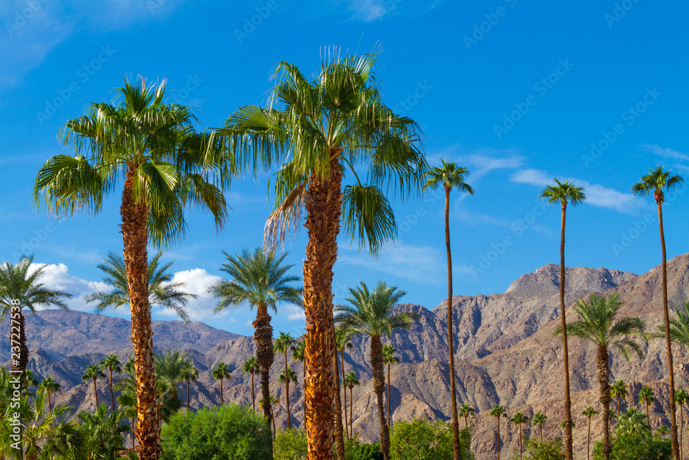 Palm trees with mountain range background in La Quinta, California in the Coachella Valley,
