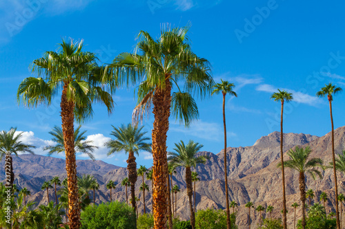 Palm trees with mountain range background in La Quinta, California in the Coachella Valley, photo