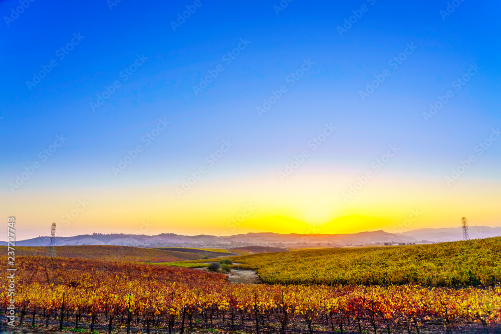 Vineyards in Autumn in Central Coast of California