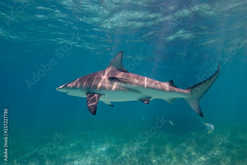 Blacktip shark close to the surface in a lagoon with seaweed