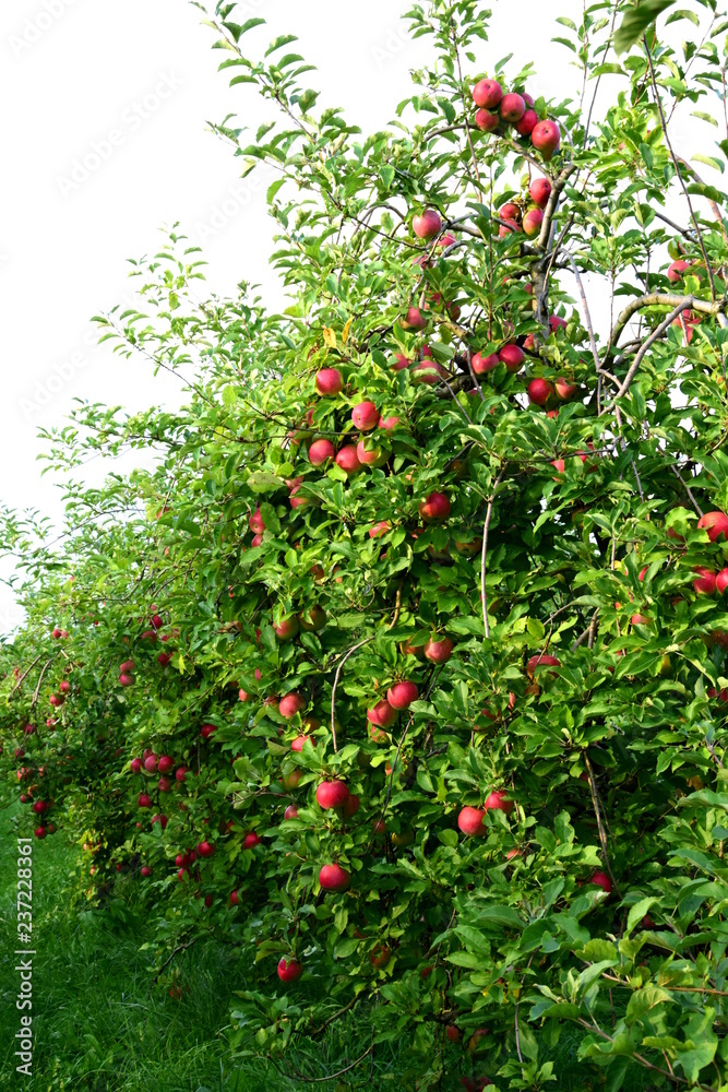 Apfelbäume mit roten Äpfeln, Streuobstwiese