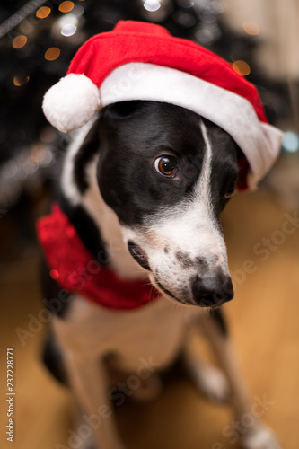 Fototapeta Naklejka Na Ścianę i Meble -  Black & White Lurcher Dog, wearing a santa hat, sat by a Christmas Tree, with blurred background