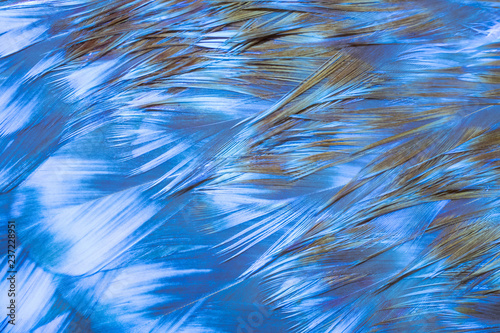 bright abstract background of blue neon colors bird feathers for design