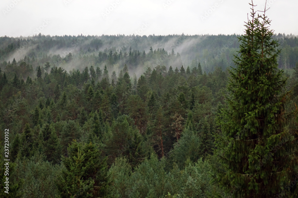 Scenic of morning fog over a pine forest. Scenic of morning fog over a pine forest.
