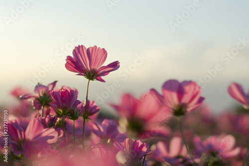 zoom close up of blooming pink flower  Portulaca with sunset sky