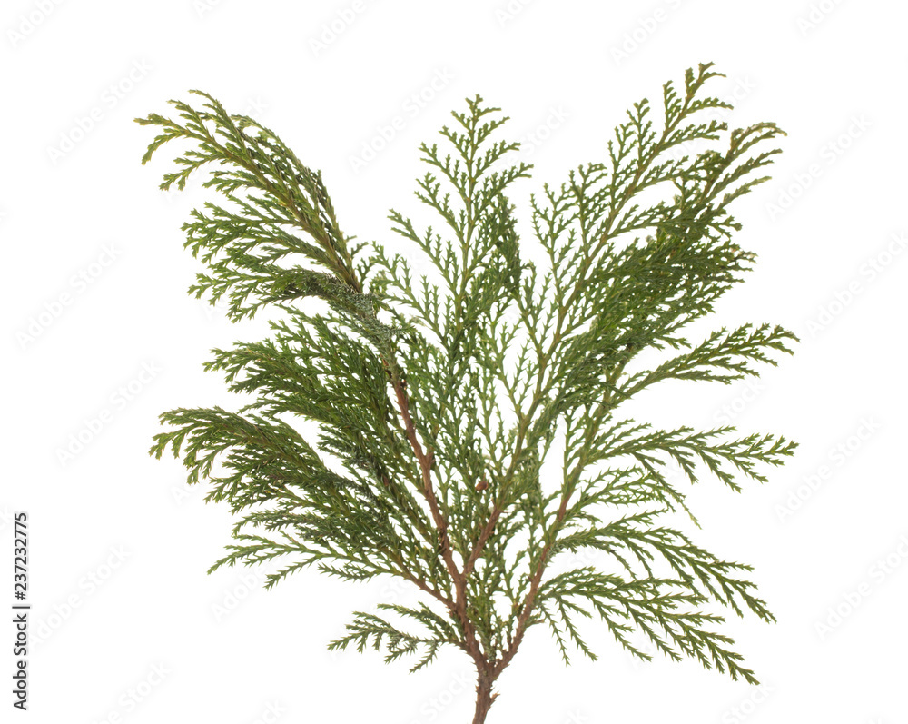 green Pine branch isolated on white background. green Pine branch isolated on white background.