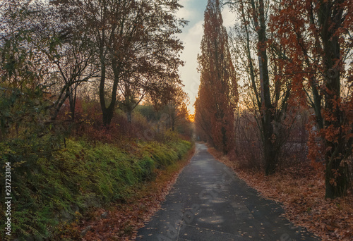 A walk to the woods on a dusky morning