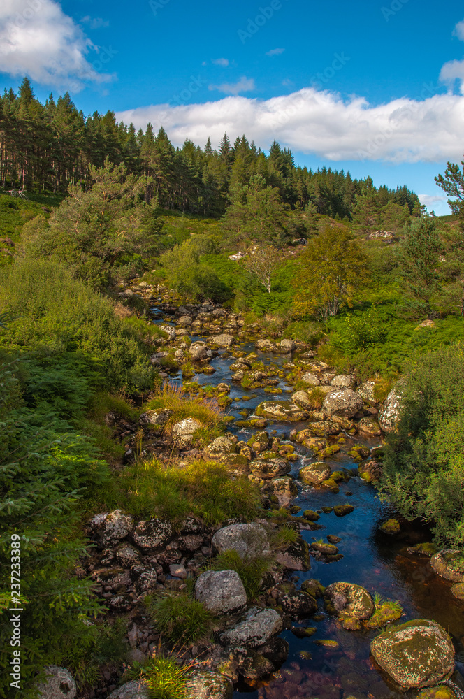 Obraz premium river in the forest