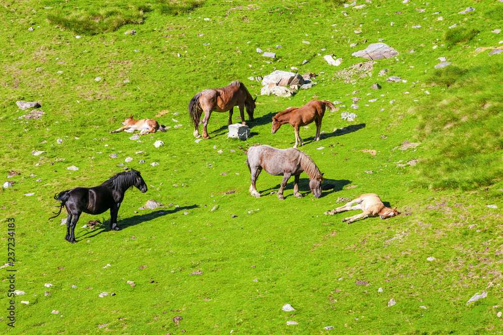 Aerial view of grazing horses on a lush fresh alpine meadow