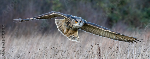Eurasian eagle owl (Bubo bubo) flying over a field in Gloucestershire (trained bird)