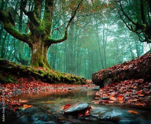 otzarreta forest in the north of Spain Basque Country. bosque otzarreta en el Pais vasco photo