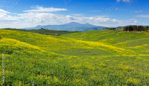 Tuscany hills landscape with yellow fields