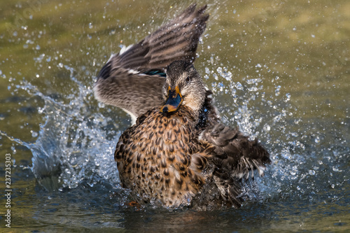 Mallard bathes on a lake in autumn photo