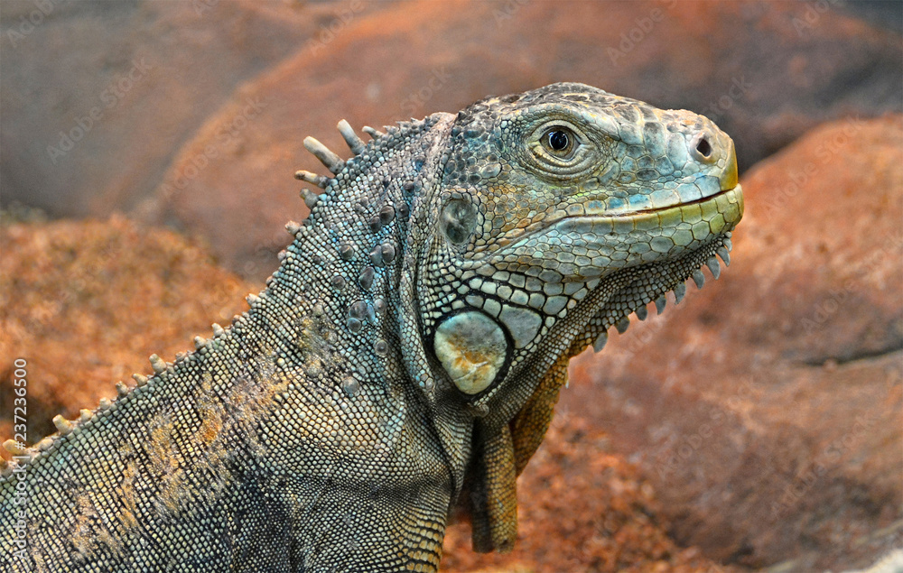 Green iguana. Large lizard. South American reptiles. Wildlife. Green iguana. Large lizard. South American reptiles. Wildlife.