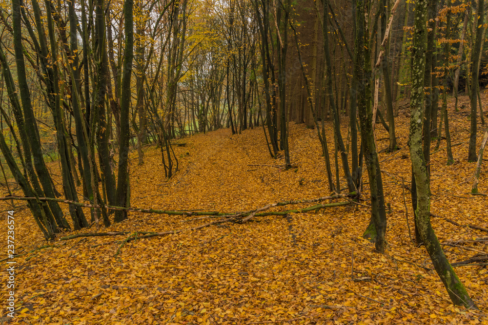 Obraz premium Dark color autumn forest with leaf trees near Luhacovice town