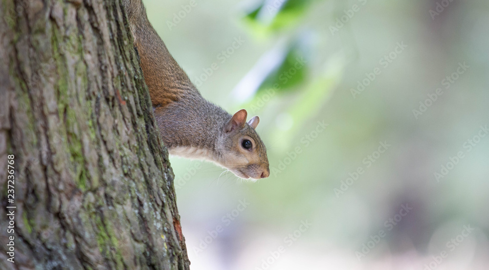 squirrel in the tree squirrel in the tree