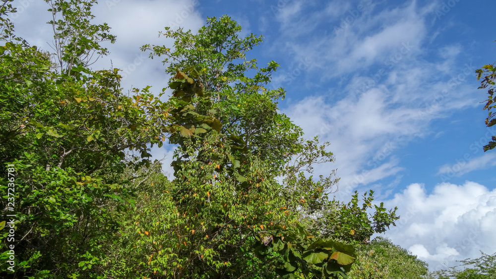 Martinique is a nice caribbean island Martinique is a nice caribbean island