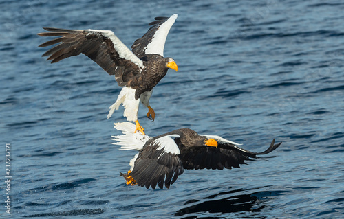 Adult Steller's sea eagles fishing. Scientific name: Haliaeetus pelagicus. Blue ocean background. Natural Habitat.