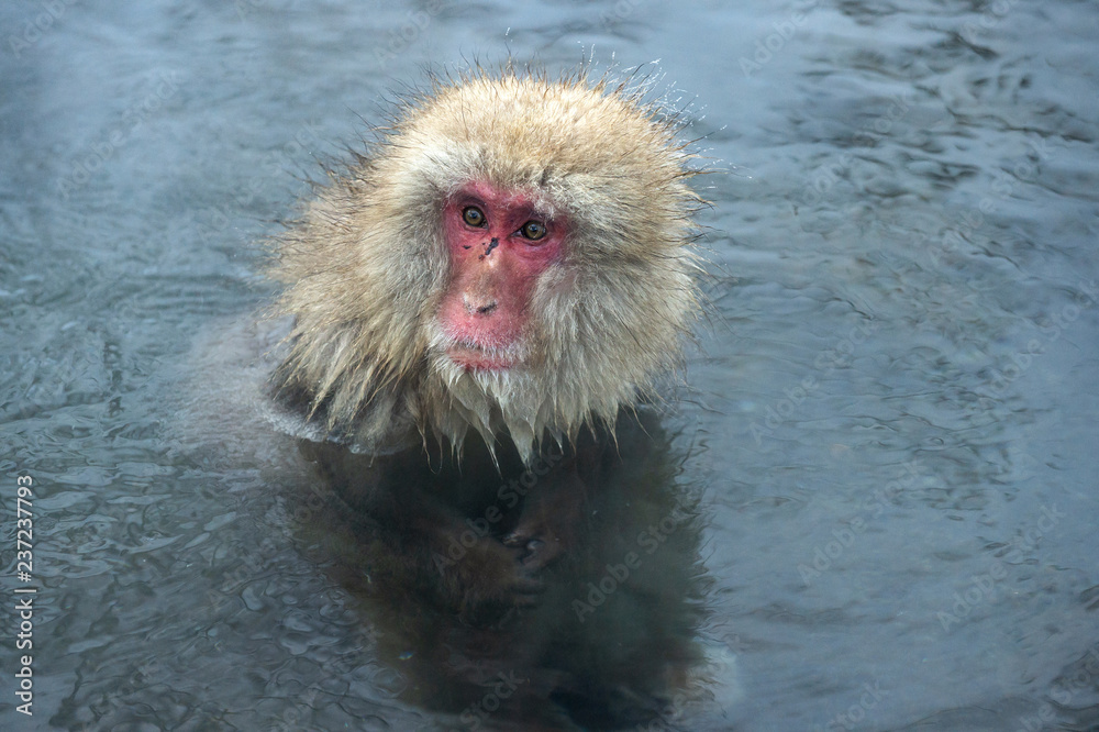 Naklejka premium Snow monkey. The Japanese macaque ( Scientific name: Macaca fuscata), also known as the snow monkey.