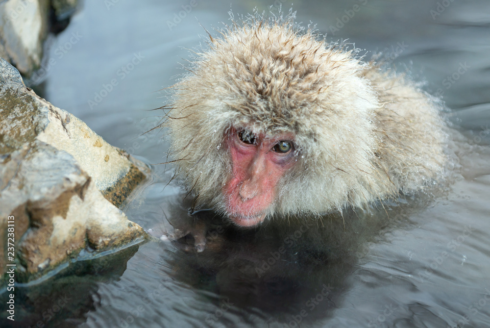 Fototapeta premium Snow monkey. The Japanese macaque ( Scientific name: Macaca fuscata), also known as the snow monkey.