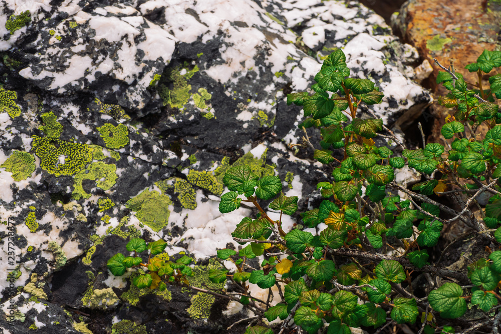 Vivid green leaves on background of mossy boulder. Detailed texture of mountain stone surface with mosses and lichens close up. Rich vegetation of highlands. Mountainous flora. Amazing rocky terrain. Vivid green leaves on background of mossy boulder. Detailed texture of mountain stone surface with mosses and lichens close up. Rich vegetation of highlands. Mountainous flora. Amazing rocky terrain.