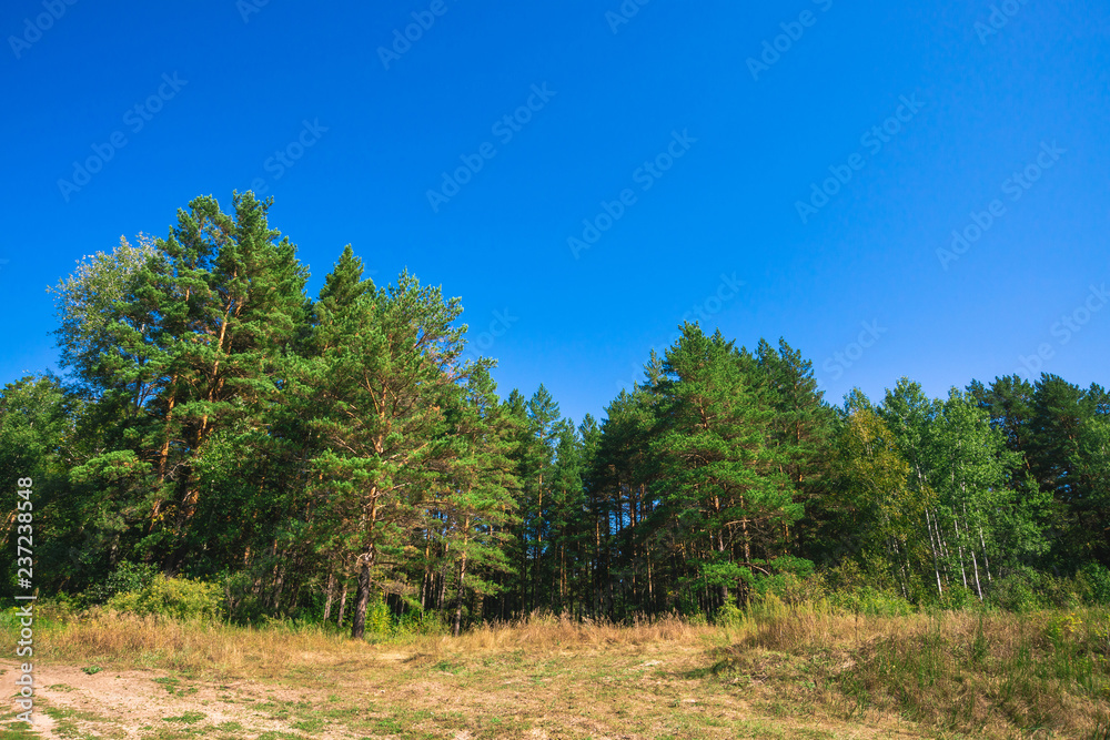 Meadow in conifer forest in sunny day. Glade among coniferous trees in sunlight. Rich vegetation under blue clear sky. Beautiful majestic picturesque nature. Wonderful green landscape in earthy tones. Meadow in conifer forest in sunny day. Glade among coniferous trees in sunlight. Rich vegetation under blue clear sky. Beautiful majestic picturesque nature. Wonderful green landscape in earthy tones.