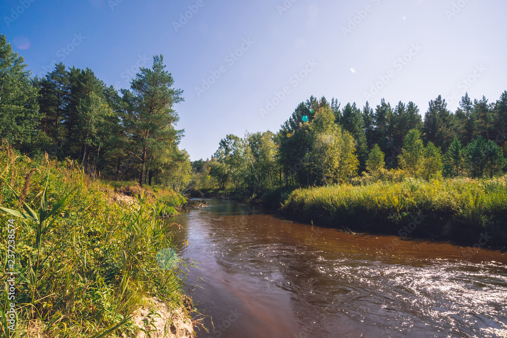 Small river in forest in sunny day. Brown water with copy space. Amazing nature in sunlight. Beautiful green landscape. Trees and greenery along riverbank. Rich vegetation. Slow water flow.