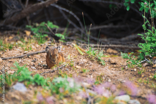 Pika rodent on ground in highlands. Small curious animal on colorful hill. Little fluffy cute mammal in mountain picturesque terrain near plants. Small mouse with big ears. Little nimble pika.