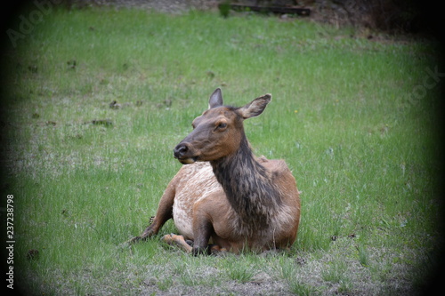 female elk sitting on grass