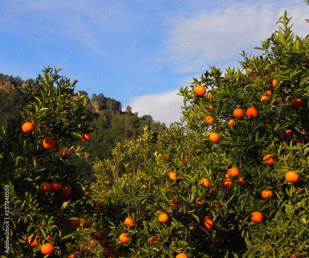 Mandarin or tangerine fruit garden.Spain November Mandarin or tangerine fruit garden.Spain November