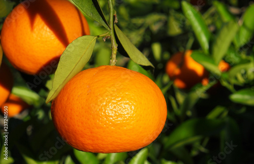 Mandarin or tangerine fruit garden.Spain November