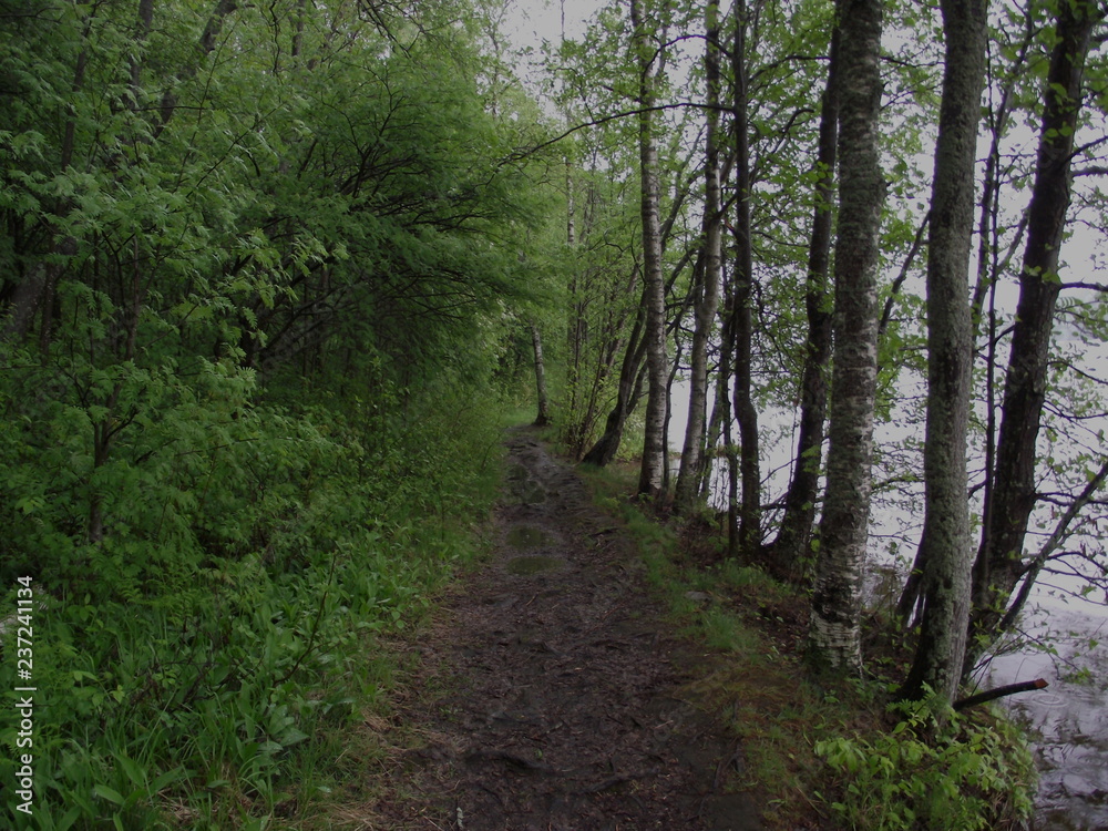 Fototapeta premium path in forest