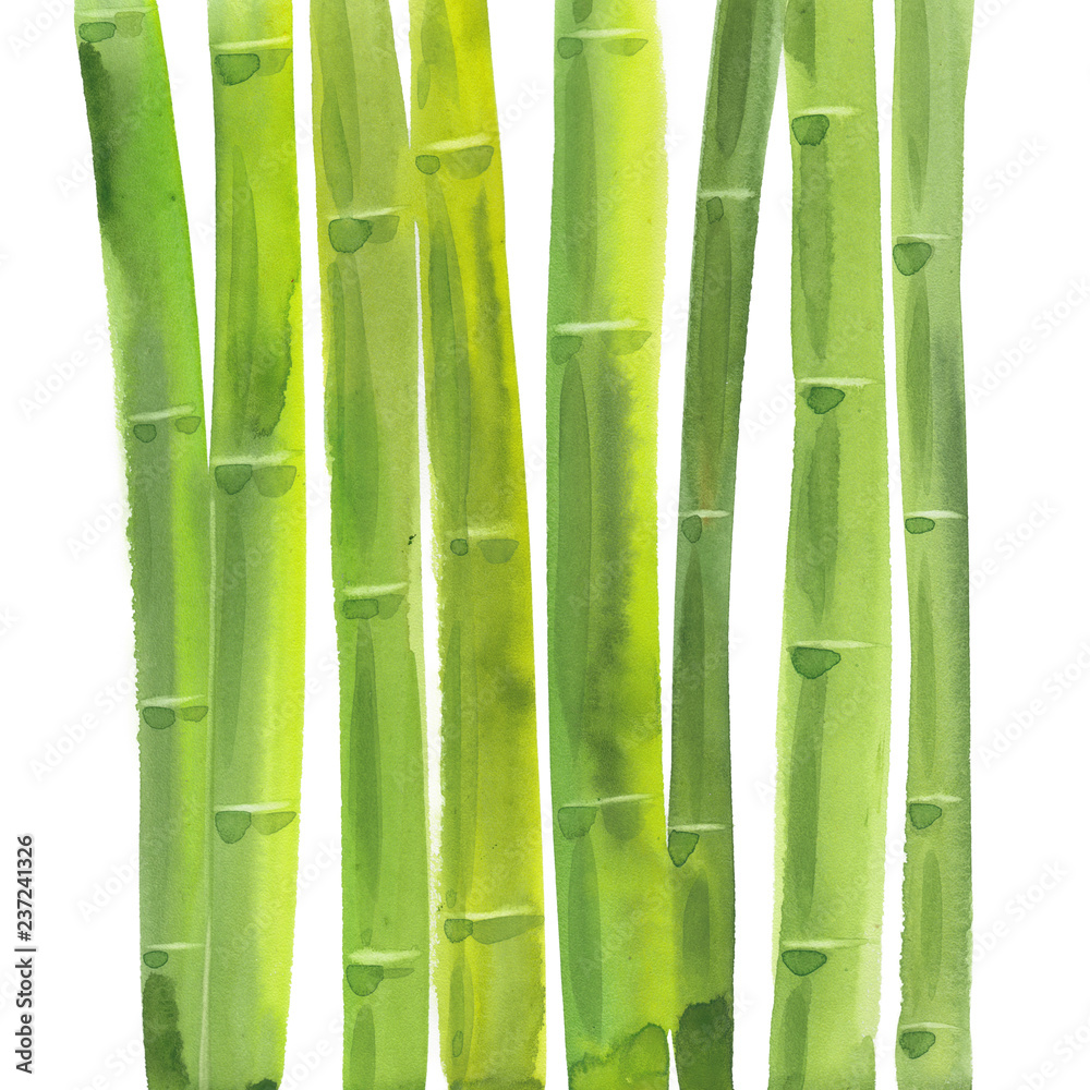 Fototapeta łodygi bambusa akwarela