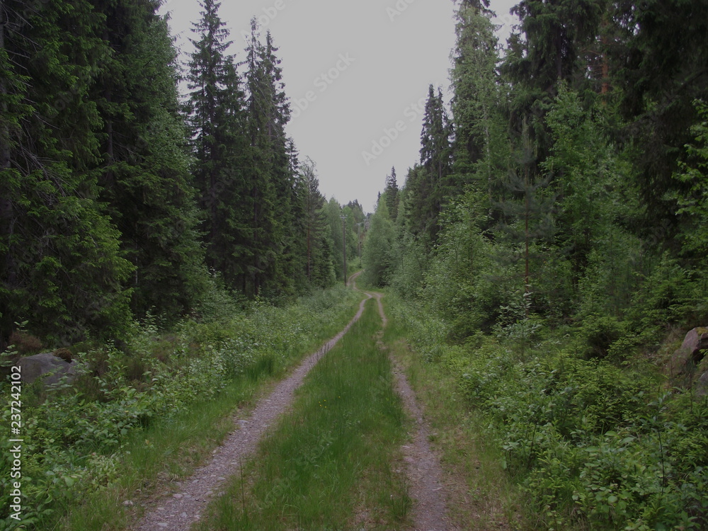 road in the forest road in the forest