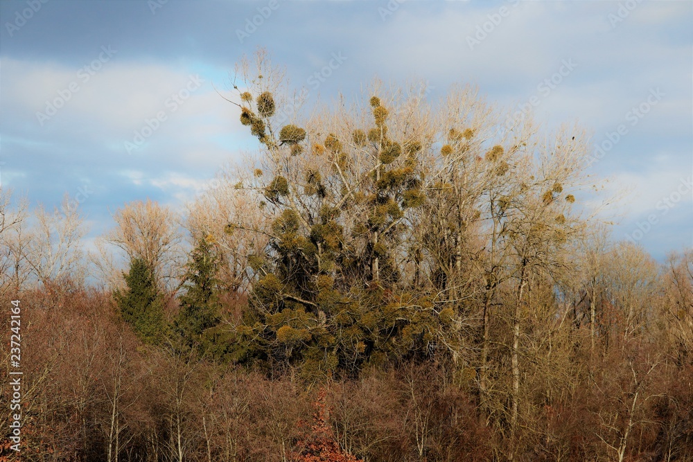 Fototapeta premium Misteln am Baum