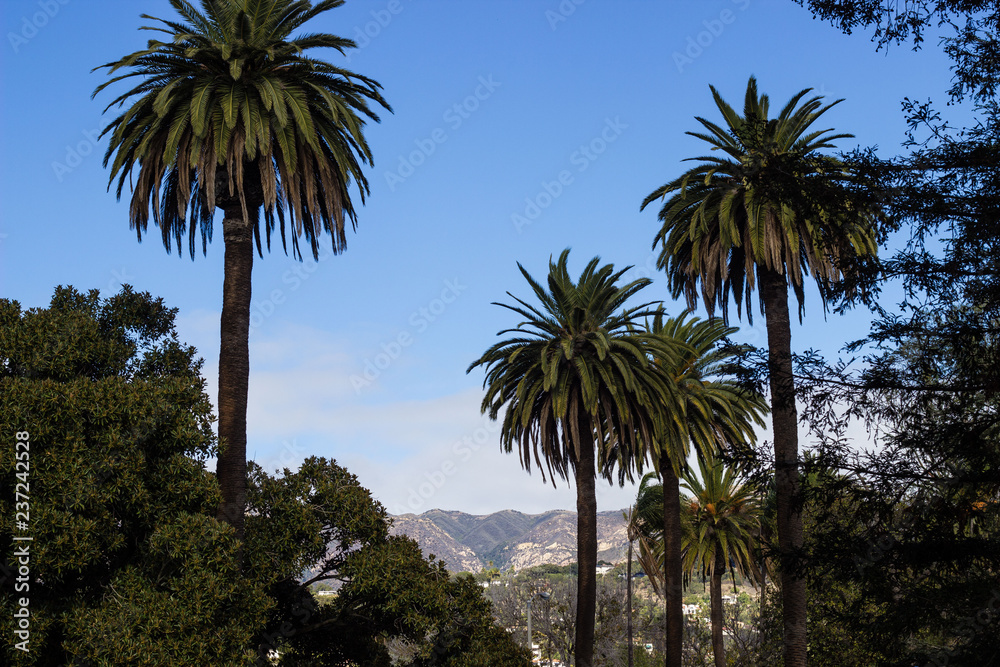 Palm Trees in Santa Barbara