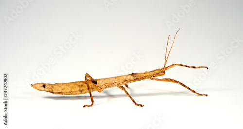 Guadeloupe-Stabschrecke / Zimtstabschrecke (Lamponius guerini) - Guadeloupe Stick Insect